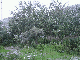 Яблоневый сад... соседский :) (157,8 kb)